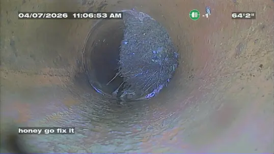 Roots in a Sewer Line