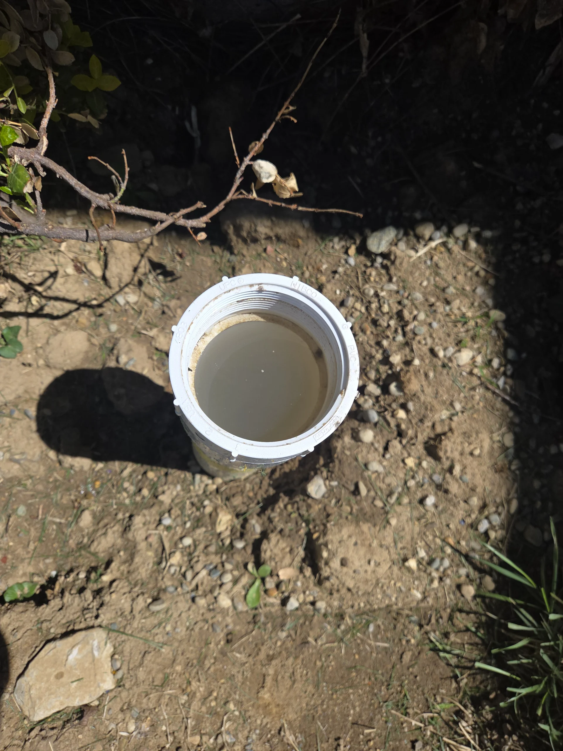 An open white PVC exterior sewer cleanout pipe in a yard filled to the top with dirty wastewater, indicating a severe main sewer line clog.